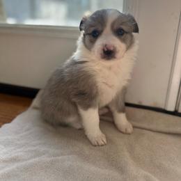 Girl 1 - Slate merle female Border Collie puppy in Jonesboro, Arkansas from Hampton Border Collies