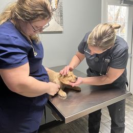 Golden Retriever Puppies from Renko Kennel