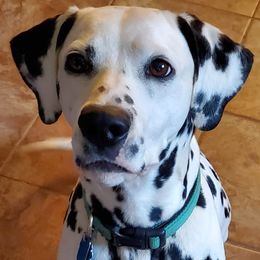 Dalmatians from M and M Dalmatians