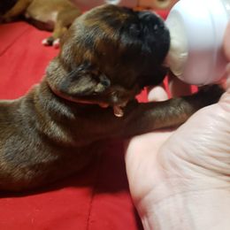 Boxer Puppies from SmashBox Kennel