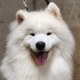 Primo - White male Samoyed puppy in Rileyville, Virginia from Snowshoe Samoyeds