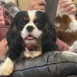 Mille - Cavalier King Charles Spaniel
