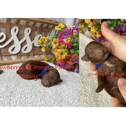 Dewy - Red  male Poodle puppy in Boyes, Montana from Strawberry Poodle Patch