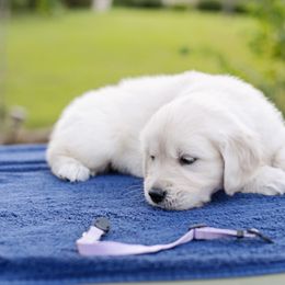 Golden Retriever Puppies from Faded Ash Goldens
