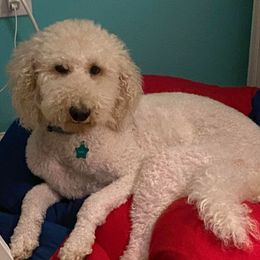 Aussiedoodles, Double Doodles, Goldendoodles, Labradoodles, and Poodles from Hope’s Doodles