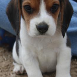 Las Vegas Boise Rocky - Black tan and white male Beagle puppy in Spring Creek, Nevada from Badland Kennel