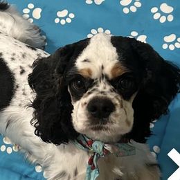 Aussiedoodles and Cockapoos from Sassy Bob’s Designer Dogs
