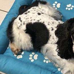 Aussiedoodles and Cockapoos from Sassy Bob’s Designer Dogs