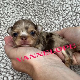 Vannelope von schweetz - Merle female Chihuahua puppy in Augusta, Georgia from Sophia Jade's Chi Brigade