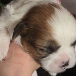 Shih Tzus and Yorkshire Terriers from Puppy Paws