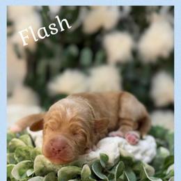 Flash - Apricot male Australian Labradoodle puppy in Gladstone, Oregon from Beaver State Labradoodles