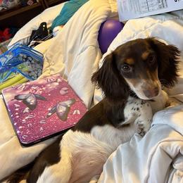 Reese - Dachshund
