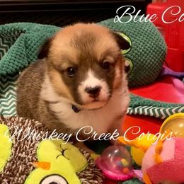 Pembroke Welsh Corgi puppies from Whiskey Creek Corgis
