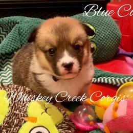 Pembroke Welsh Corgi puppies from Whiskey Creek Corgis