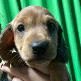 Chuck Norris - Red male Dachshund puppy in Bigfork, Minnesota from Dachshunds Up North