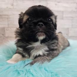 Bailey's boy 2 - Fawn male Pekingese puppy in Maurice, Louisiana from Stephanie's Bayou Pekingese