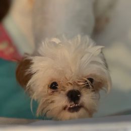 Pearl - Shih Tzu