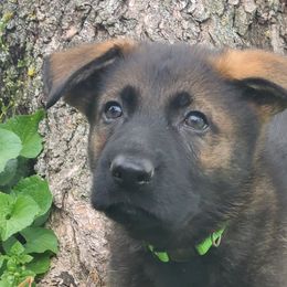 Bahara Kinaaz z Zaruka - Sable German Shepherd puppy in West Plains, Missouri from Zaruka German Shepherds