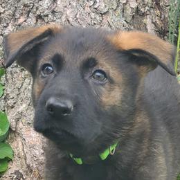 Bahara Kinaaz z Zaruka - Sable German Shepherd puppy in West Plains, Missouri from Zaruka German Shepherds