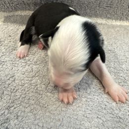 Girl 2 - Black and white female Border Collie puppy in Temecula, California from Joni Gibson's Border Collies