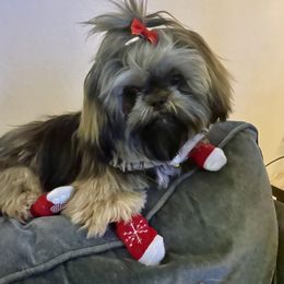 Shih Tzu Puppies from Shih Tzus of Springboro