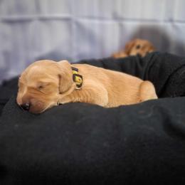 Cookie (Girl yellow) - Dark golden Golden Retriever puppy in Gainesville, Florida from Heart and Soul Dog Breeding, Inc.