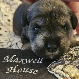 Green Collar - Salt and pepper female Miniature Schnauzer puppy in Blountville, Tennessee from Maxwell House Schnauzers