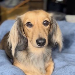 Daphne - Dachshund