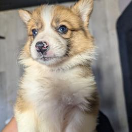 Girl 2 Miss Purple - White and red female Pembroke Welsh Corgi puppy in Milton, Florida from Milton Corgis