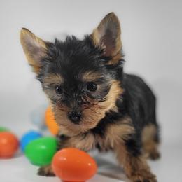 Orange collar boy - Black and tan male Yorkshire Terrier puppy in Jacksonville, Florida from Yorkieology