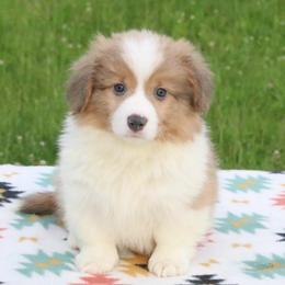 Swift (Monster Truck) - Sable male Pembroke Welsh Corgi puppy in Fayetteville, Arkansas from Intergalactic Corgis