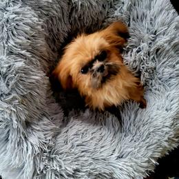 Ragamuffin - Red female Shih Tzu puppy in Cartersville, Georgia from 100 Acre Woods Shih Tzu Plantation