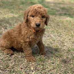 French Bulldog, Goldendoodle, and Golden Retriever Puppies from Crystal Coast Kennels, LLC