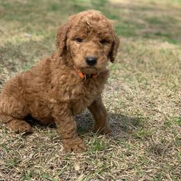 French Bulldog, Goldendoodle, and Golden Retriever Puppies from Crystal Coast Kennels, LLC
