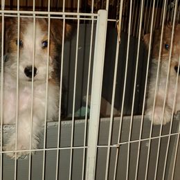 Wire Fox Terrier Puppies from Colorado Wire Fox Terriers