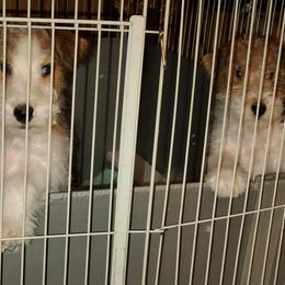Wire Fox Terrier Puppies from Colorado Wire Fox Terriers