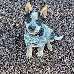 Australian Cattle Dog puppies from West Valley Heelers