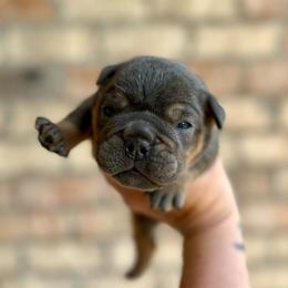 Boy 1 - Blue tri-color male Bulldog puppy in Hernando, Mississippi from Blues City Bulldogs