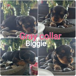 Yorkipoo and Yorkshire Terrier Puppies from Furrever Puppy Co.