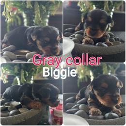 Yorkipoo and Yorkshire Terrier Puppies from Furrever Puppy Co.