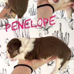 Penelope - Red female Border Collie puppy in Sanger, California from Flying M Cactus Ranch Buddies