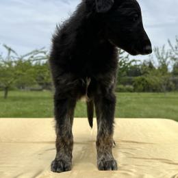 Silken Windhound Puppies from Luminous Silken Windhounds