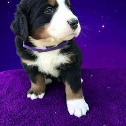 Loki (boy 4) - Black rust and white male Bernese Mountain Dog puppy in Carlotta, California from Aunt-T’s Australian Shepherds