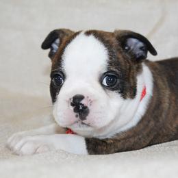 Bronco - Brindle and white male Boston Terrier puppy in Brooksville, Florida from I Love Pups