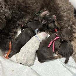Australian Labradoodle puppies from Emma Doodles