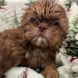 Lepus - Liver female Shih Tzu puppy in Russellville, Kentucky from The Patriot Tzu