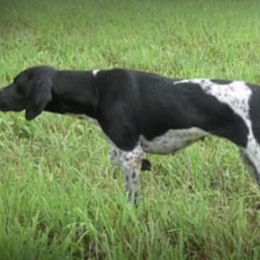 German Shorthaired Pointer All Grown Up from Pro Shot Gundogs