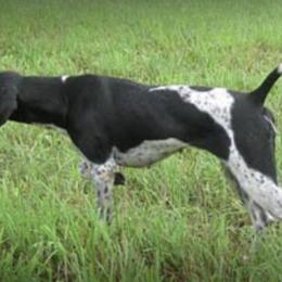 German Shorthaired Pointer All Grown Up from Pro Shot Gundogs