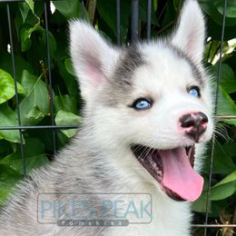 Squirt - Silver and white male Pomsky puppy in Littleton, Colorado from Pikes Peak Pomskies