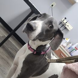 Hona - Great Dane